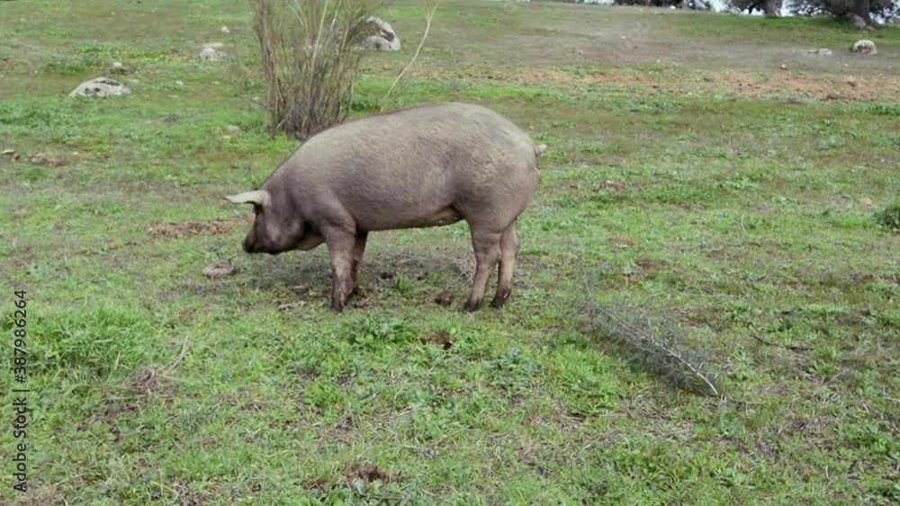 Iberian female pig eating grass in the field and then another approaching her side Iberian female pig eating grass in the field and then another approaching her side