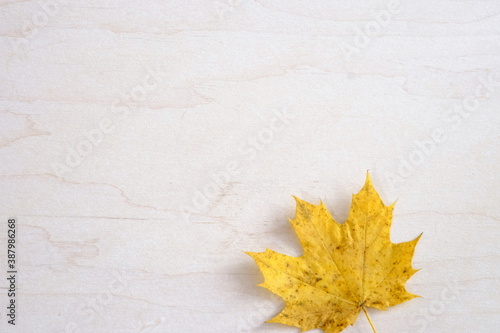 isolated autumn leaf on white wooden background