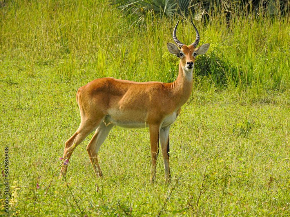 Ugandan Kob in Murchison Falls National Park,Uganda Ugandan Kob in Murchison Falls National Park,Uganda