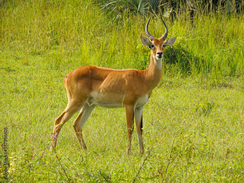 Ugandan Kob in Murchison Falls National Park Uganda