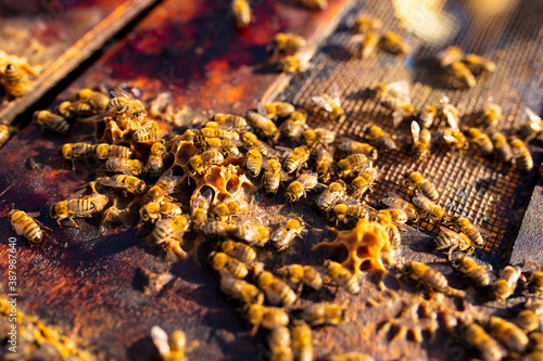 Bees are working on the honeycomb. © Emir