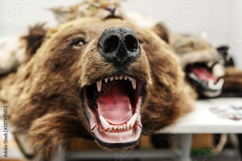 Tableau sur toile Stuffed bear head with open mouth