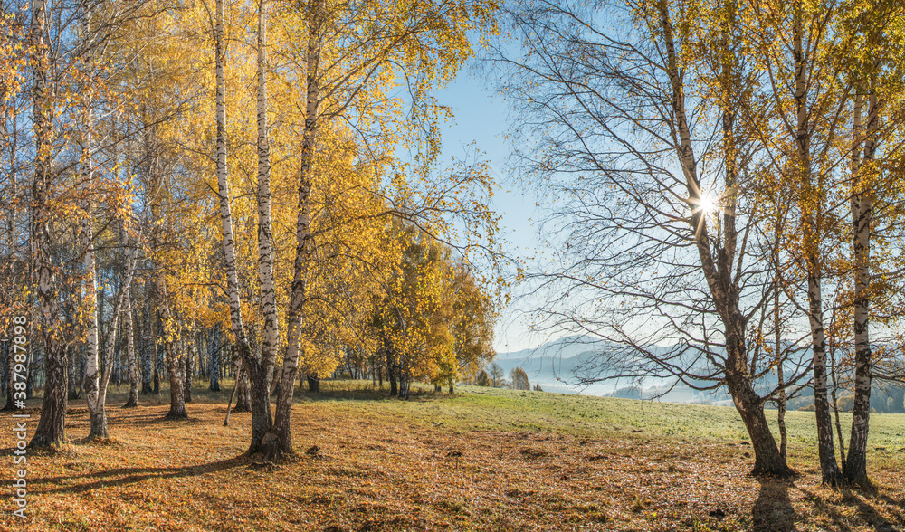 Golden autumn, indian summer. Sun rays through the branches. Birch forest and picturesque edge. Golden autumn, indian summer. Sun rays through the branches. Birch forest and picturesque edge.