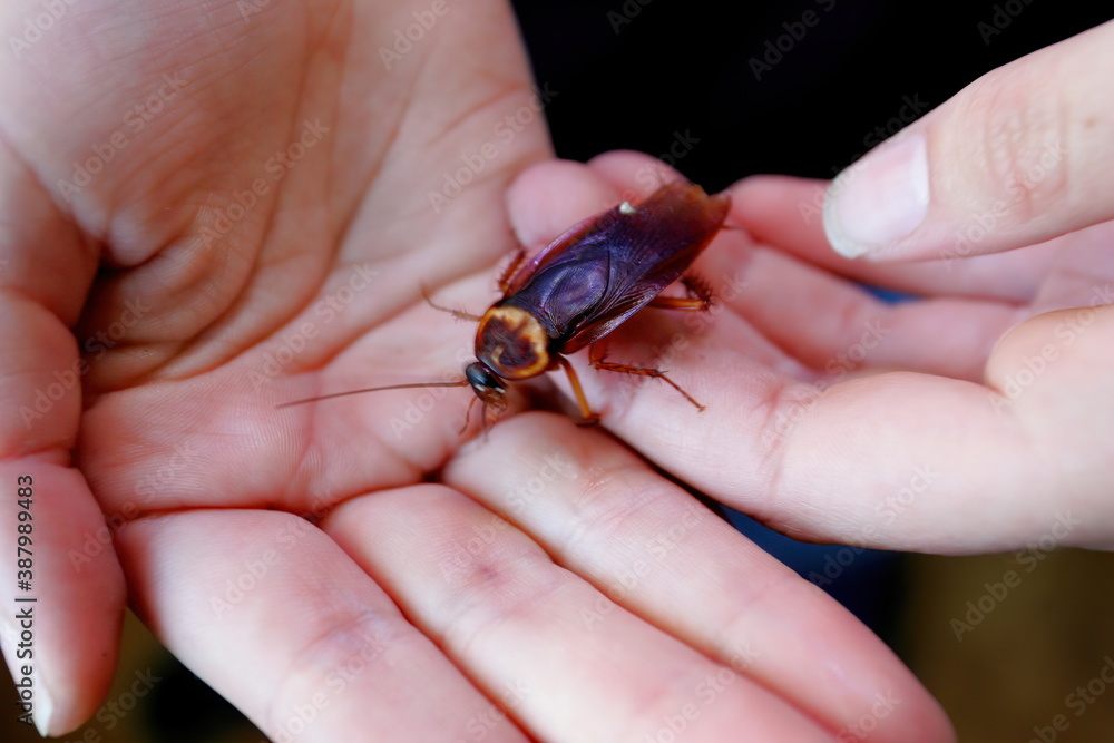 Obraz premium Brown cockroach close-up on a human hand
