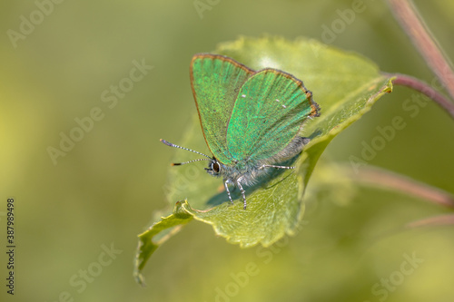 Green hairstreak butterfly © creativenature.nl