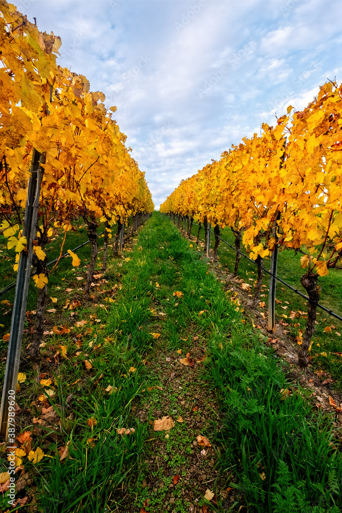 Fototapeta premium weinberge