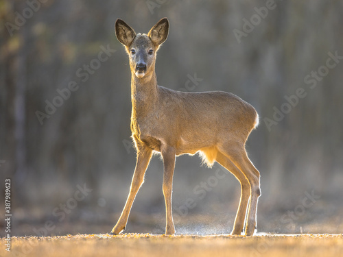 Roe deer looking on clearing photo