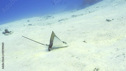 Eagle ray eating on the sand in maldives
