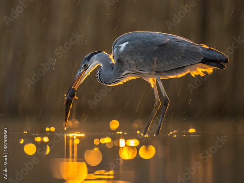 Obraz na plátně Silhouette of Grey heron hunting at night for fish