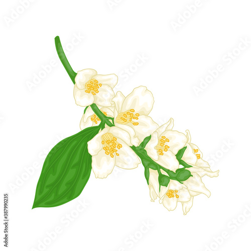 beautiful branch flower jasmine cartoon watercolour style isolated on white background. Hand-draw branch flowers. Design element for greeting card and invitation. Vector illustration