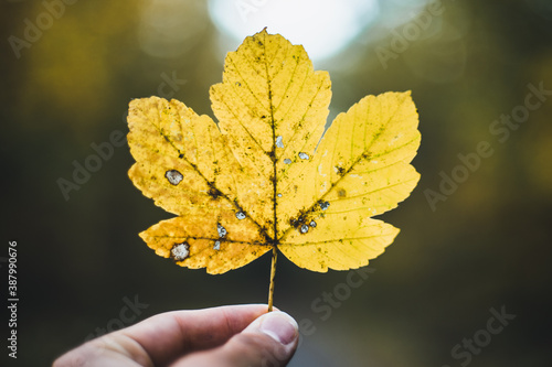Hand holding yellow maple leaf in the autumn forest