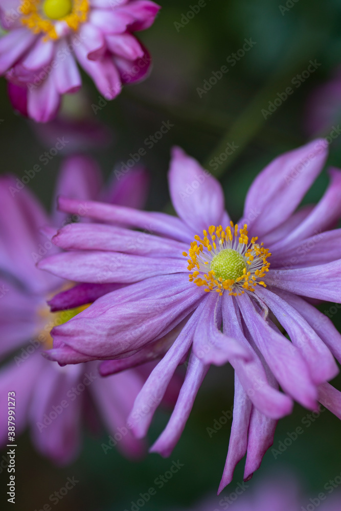 Fototapeta premium シュウメイギク