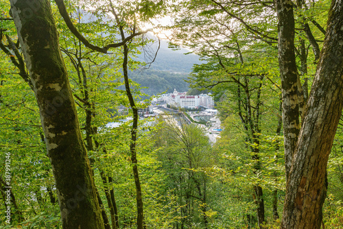 Trees in the mountain forest near Roza Khutor at evening time. Adler district. Russia.