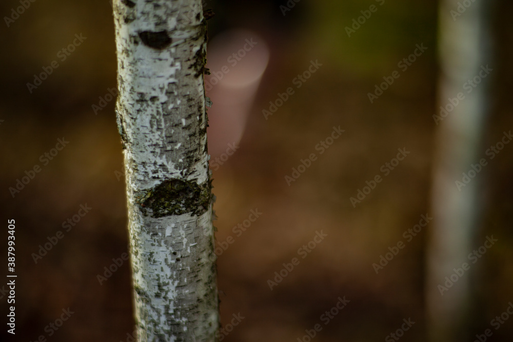 Fototapeta premium young birch