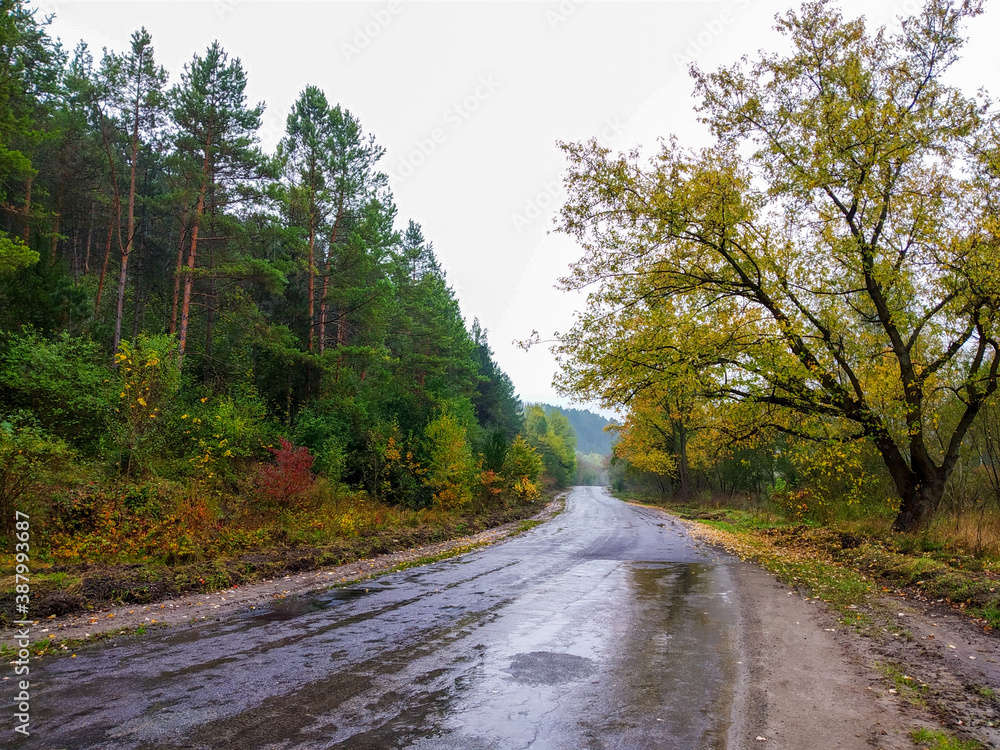 Obraz premium road in the forest