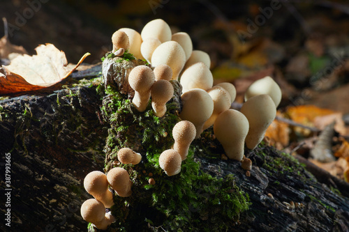 Lycoperdon perlatum, known as the common puffbal, wild growing mushroom. The fruit bodies are eatable