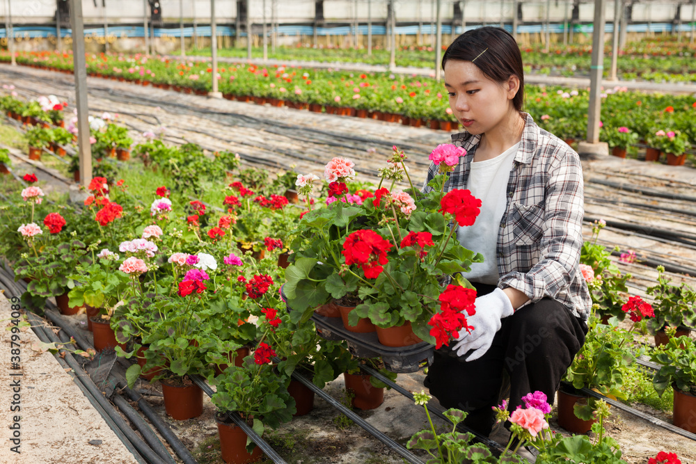 Happy chinese woman or gardener holding flowers geranium in greenhouse. High quality photo