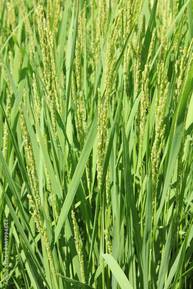 summer Green rice field. summer Green rice field.