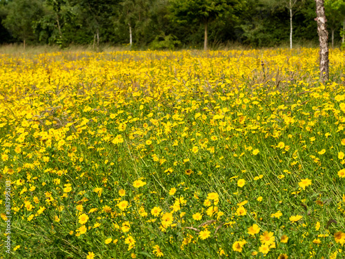 Field of bright yellow daisies chatching summer sunlight