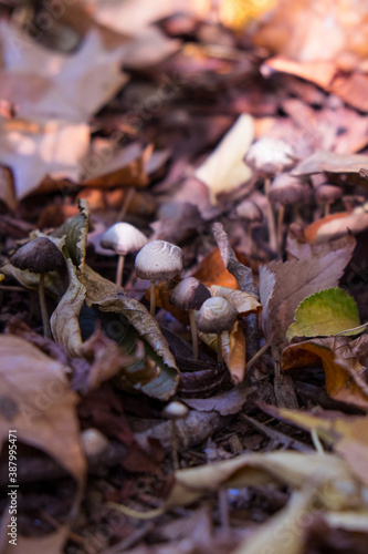 Forest mushrooms between a beautiful autumn leaves in the middle of the forest