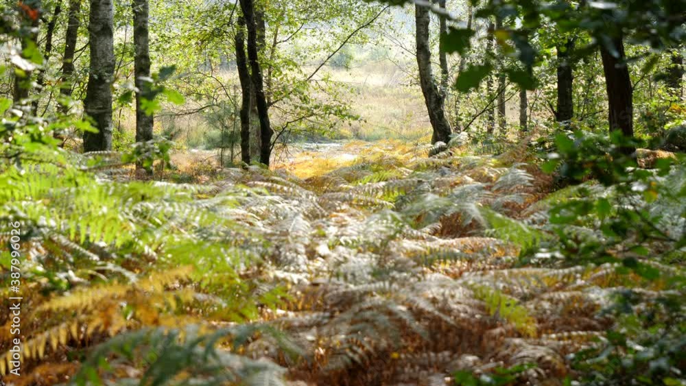 Bucolic forest landscape with ferns, sunny day. Static Bucolic forest landscape with ferns, sunny day. Static