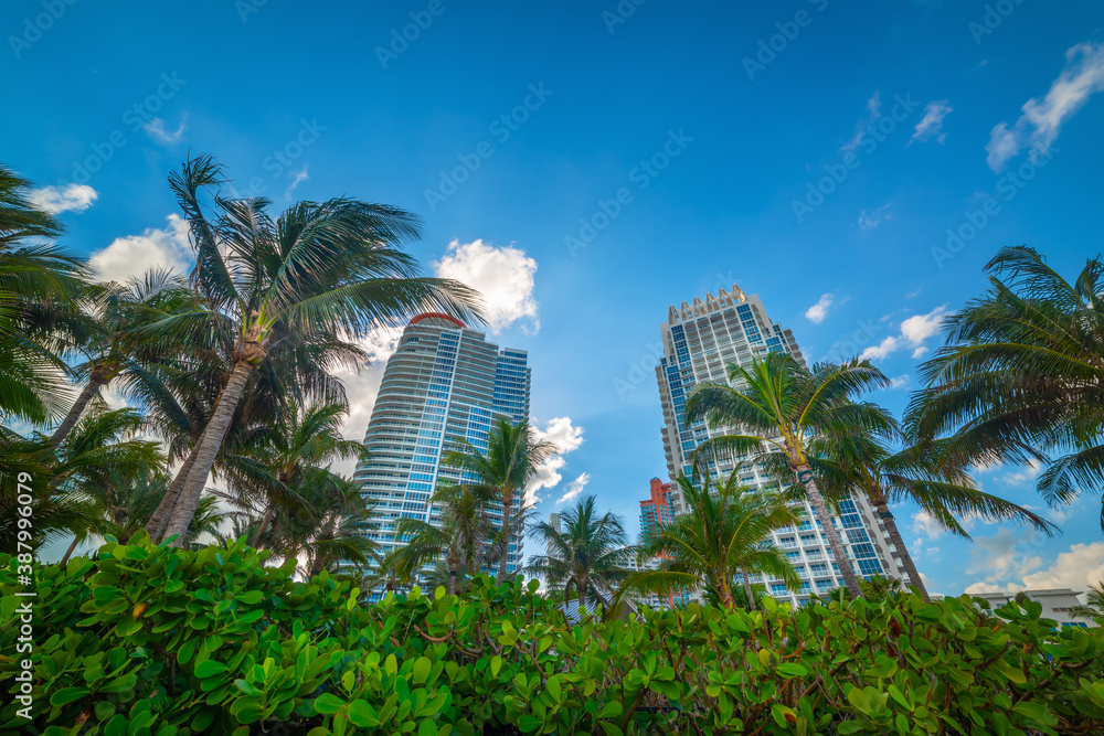 Fototapeta premium Skyscrapers and palm trees in Miami Beach under a blue sky