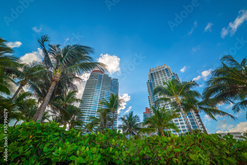 Skyscrapers and palm trees in Miami Beach under a blue sky © Gabriele Maltinti
