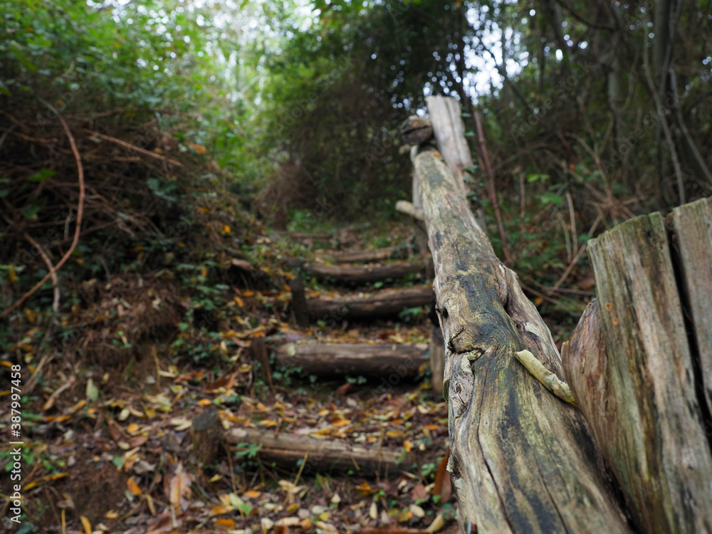 Fototapeta premium stair in a forest pathway