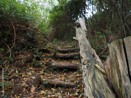 stair in a forest pathway