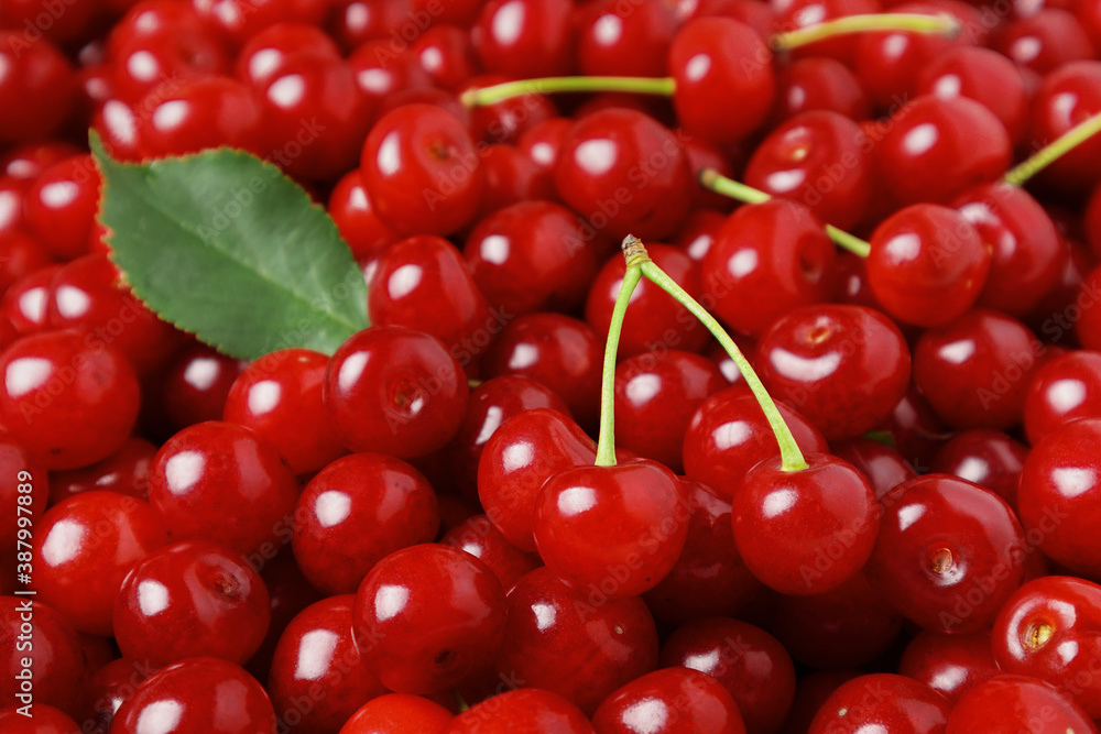 Side view of pile of ripe cherries with stalks and green leaves, small depth of focus. Side view of pile of ripe cherries with stalks and green leaves, small depth of focus.