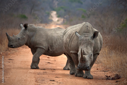 Rhinoceros in the Kruger National Park © Coerie