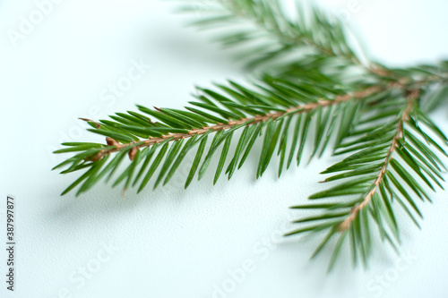 branches of a Christmas tree close-up on a neutral background