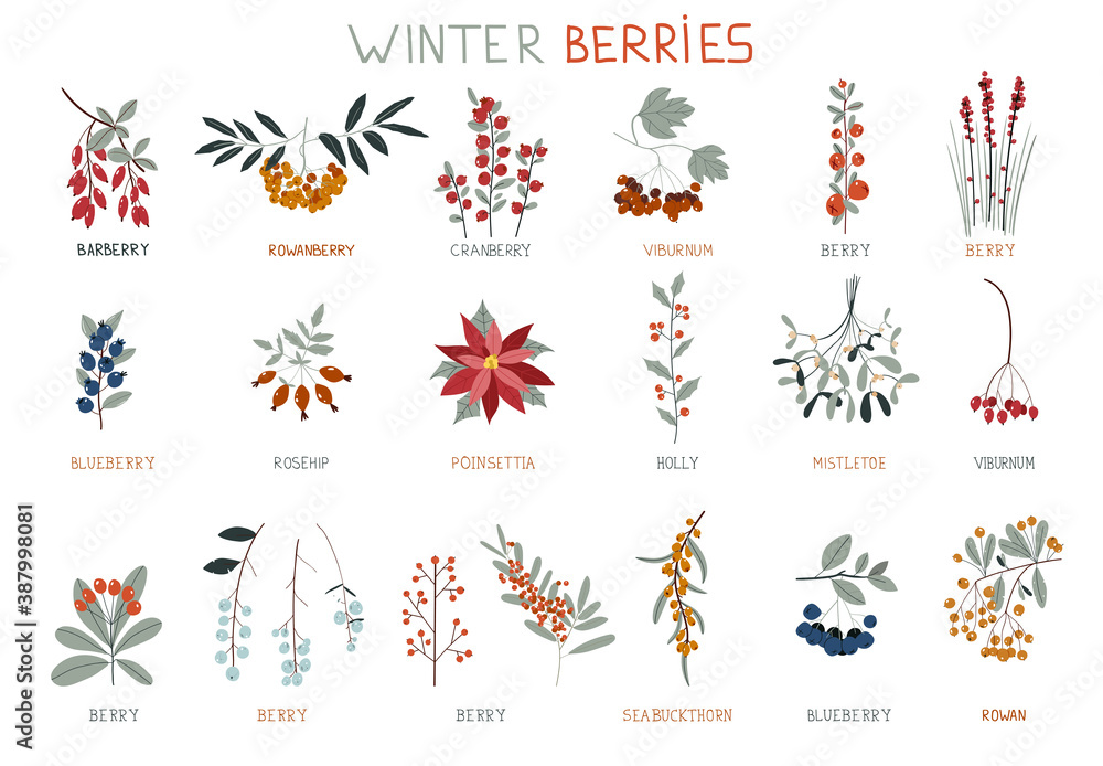 Winter berries. Perfect for winter decorations. Design elements. Collection of Vintage Merry Christmas And Happy New Year flowers. Christmas floral collection with winter decorative plants.