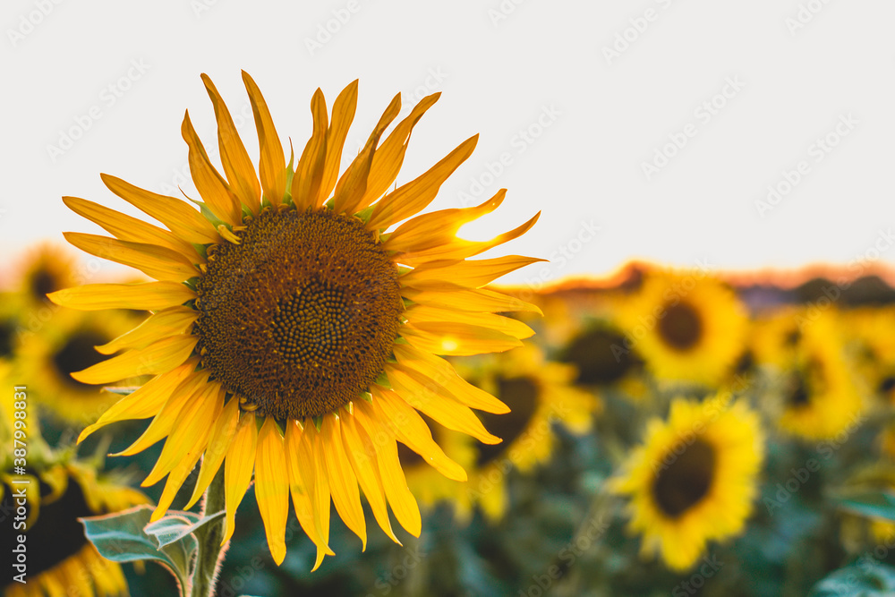 Obraz premium sunflower field at sunset