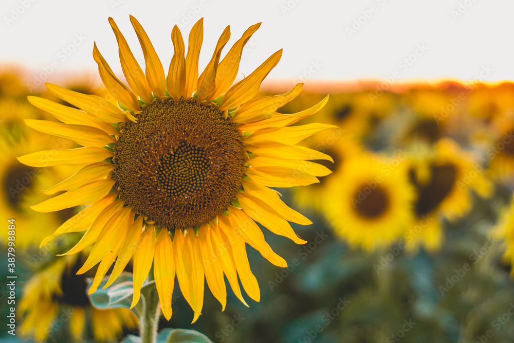 Fototapeta premium sunflower field at sunset