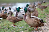 Mallard ducks sitting on a grass near the water at autumn. Flock of birds resting on the lake coast