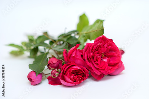 red garden roses on a neutral background