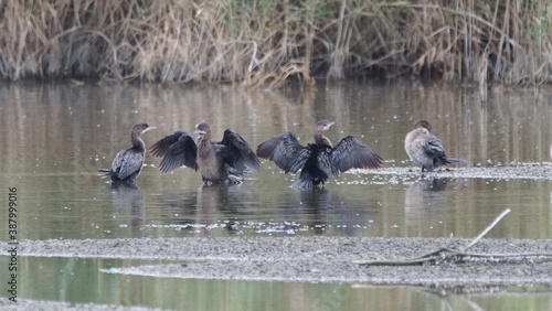 Group of Pygmy Cormorant (Microcarbo pygmaeus) on salt river in Azerbaijan © adventure