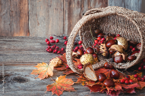 Autumn nature concept. Dogberry  leaves in a basket  pumpkins an fall seeds on a wooden table.