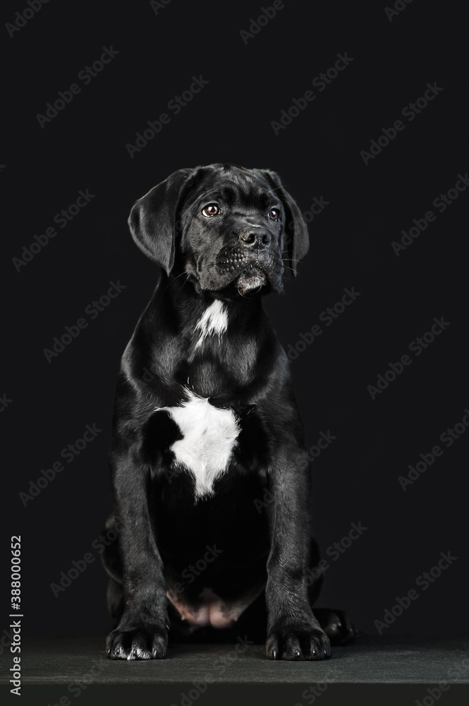 Obraz premium Black puppy Cane Corso on a black background in full growth. 