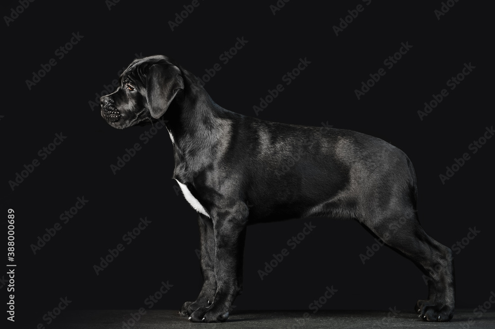 Obraz premium Black puppy Cane Corso on a black background in full growth. Exterior of the puppy in profile
