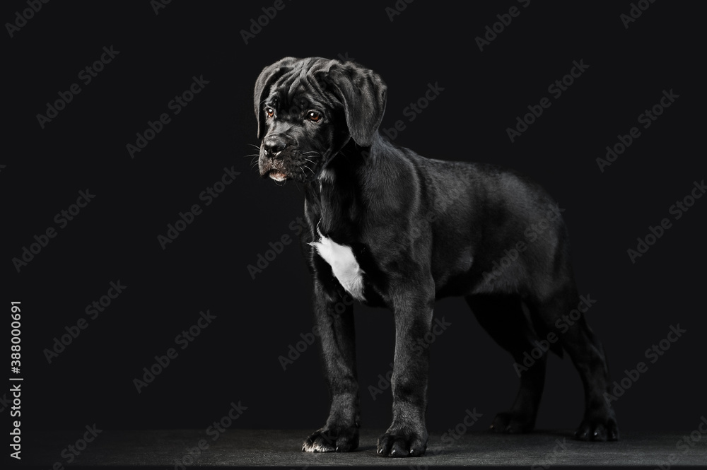 Black puppy Cane Corso on a black background in full growth. Exterior of the puppy