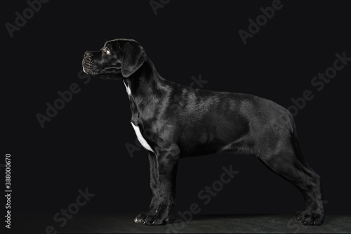 Black puppy Cane Corso on a black background in full growth. Exterior of the puppy