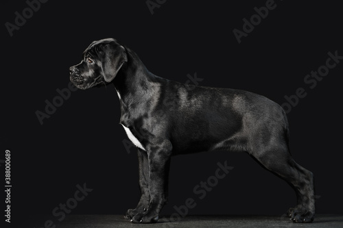 Black puppy Cane Corso on a black background in full growth. Exterior of the puppy in profile