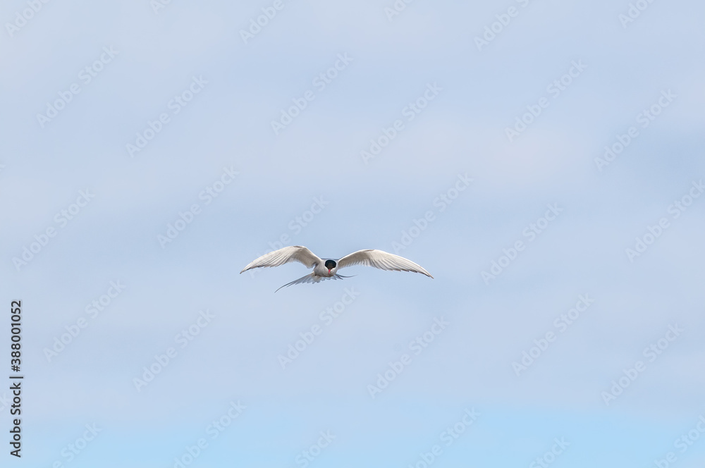 Arctic Tern (Sterna paradisaea) in Barents Sea coastal area, Russia Arctic Tern (Sterna paradisaea) in Barents Sea coastal area, Russia