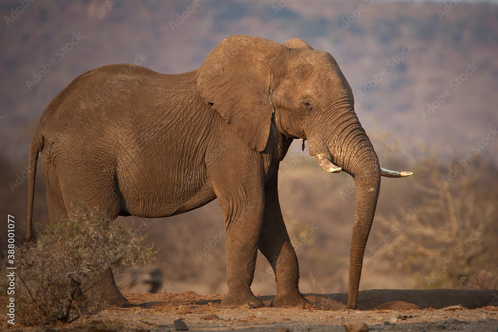 Obraz premium Big Elephant Bulls in the wild