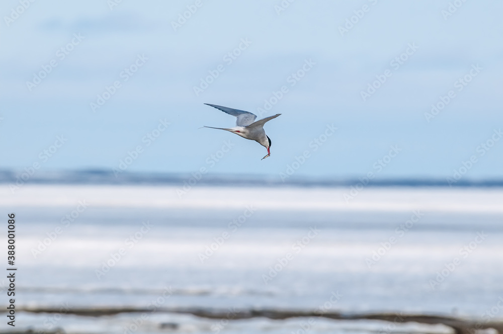 Arctic Tern (Sterna paradisaea) in Barents Sea coastal area, Russia