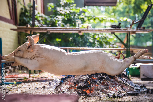 Whole pig on a skewer grilled and roasted to perfection on a countryside fire 