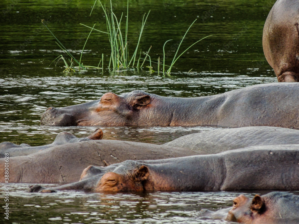 Hippos in Murchison Falls National Park, Uganda Hippos in Murchison Falls National Park, Uganda