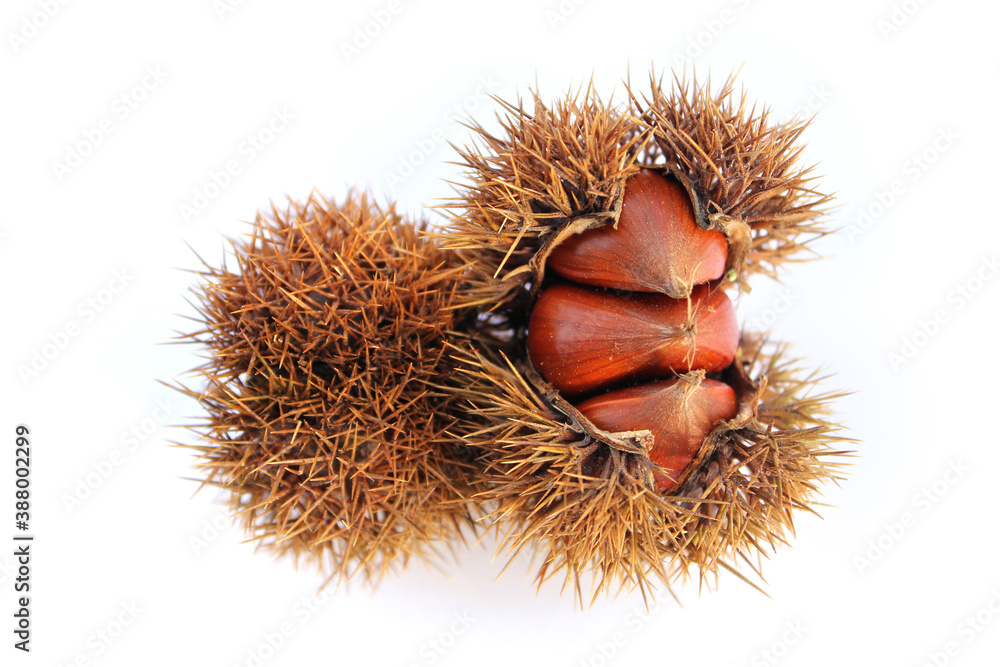 empty chestnut bur and chestnut isolated white background empty chestnut bur and chestnut isolated white background